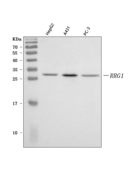 Anti-PRRG1 Antibody