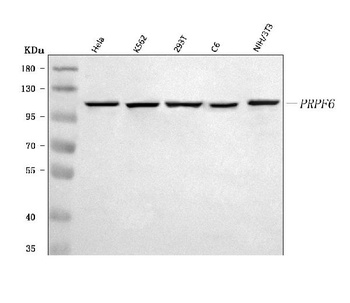 PRPF6 Antibody