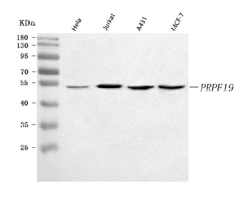 Anti-PRPF19 Antibody