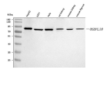 OSBPL10 Antibody