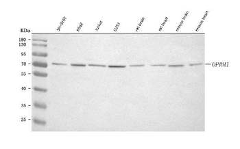OPRM1 Antibody