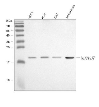 Anti-NDUFB7 Antibody