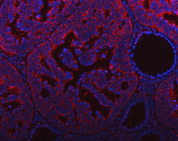 Anti-NDUFAF4 Antibody