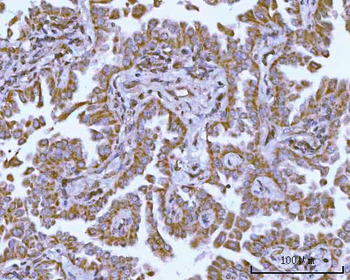 Anti-NDUFAF4 Antibody