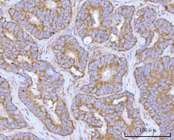 Anti-NDUFAF4 Antibody