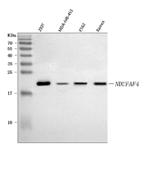 Anti-NDUFAF4 Antibody