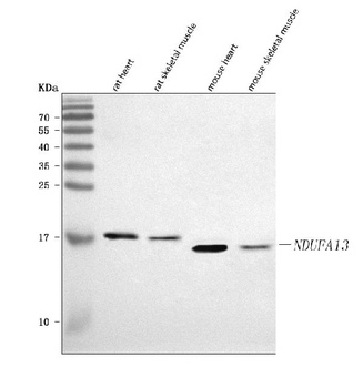 GRIM19/NDUFA13 Antibody