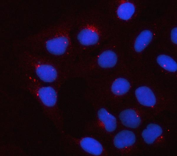 APOE Antibody