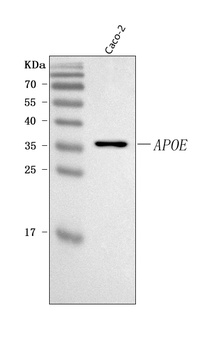 APOE Antibody