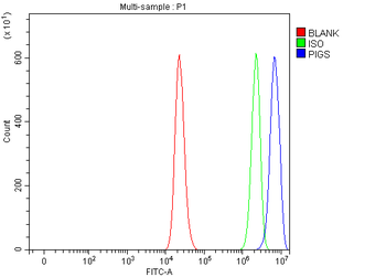 Anti-PIGS Antibody