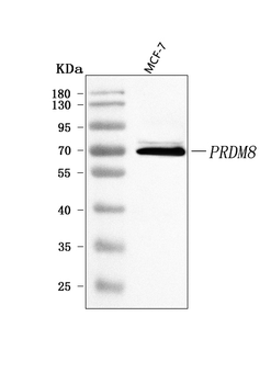Anti-PRDM8 Antibody