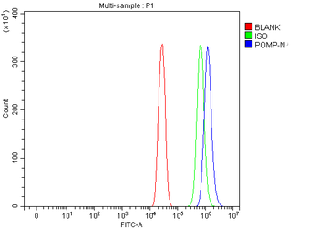 POMP Rabbit Polyclonal Antibody