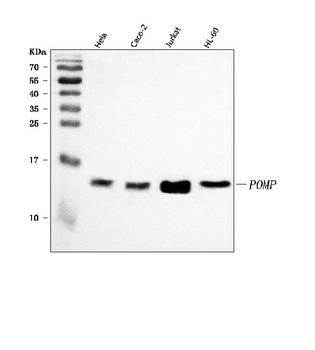 Anti-POMP Antibody