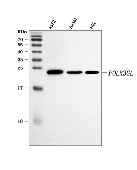 Anti-POLR3GL Antibody