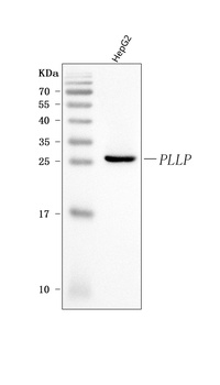 Plasmolipin/PLLP Antibody
