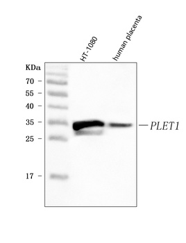 PLET1 Antibody