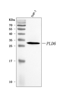 PLD6 Antibody