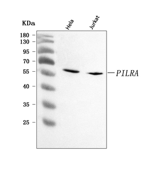 Anti-PILRA Antibody