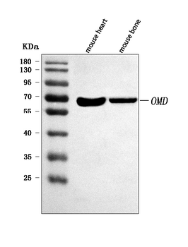 Anti-OMD Antibody