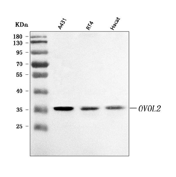 Anti-OVOL2 Antibody