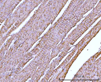 Anti-NDUFA7 Antibody
