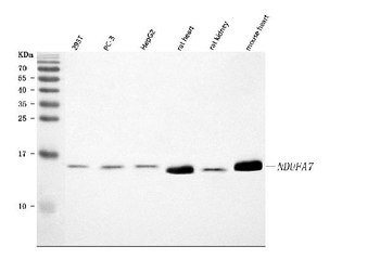 Anti-NDUFA7 Antibody