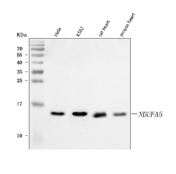 NDUFA5 Antibody