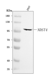 NDST4 Antibody