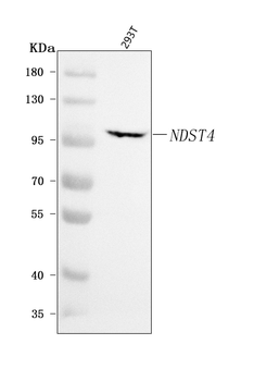Anti-NDST4 Antibody