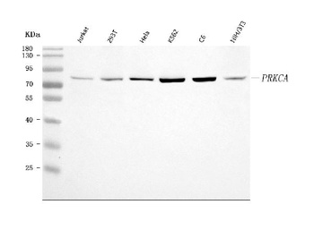PKC Alpha/PRKCA Antibody