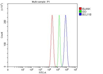 Anti-BCL11B Antibody
