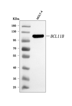 BCL11B Antibody