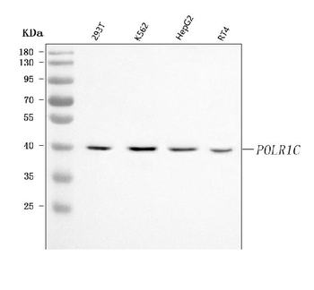 Anti-POLR1C Antibody
