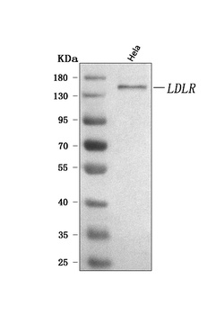 LDLR Antibody