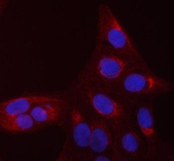 Anti-CDC42 Antibody