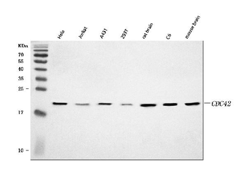 Anti-CDC42 Antibody