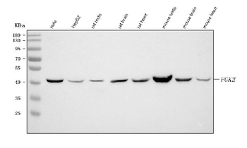 Anti-PGK2 Antibody