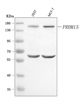 Anti-PRDM15 Antibody