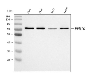 PPM1G Antibody