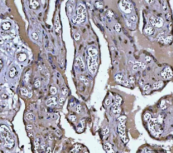 Anti-PLEKHA1 Antibody
