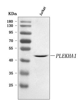 Anti-PLEKHA1 Antibody