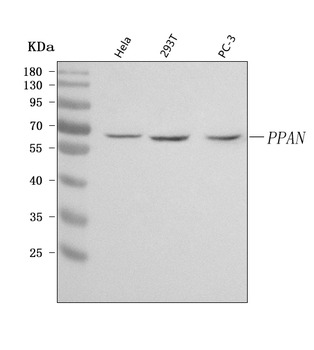 Anti-PPAN Antibody
