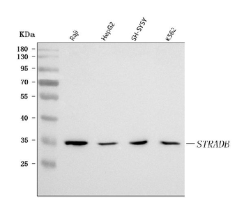 Anti-STRADB Antibody