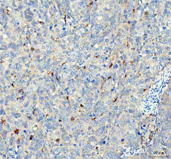 GPX1 Antibody