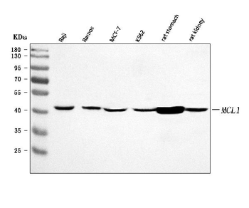 Anti-MCL1 Antibody