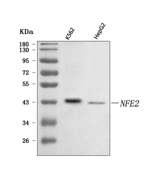 NFE2 Rabbit Polyclonal Antibody