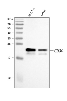 CD3 Gamma/CD3G Antibody