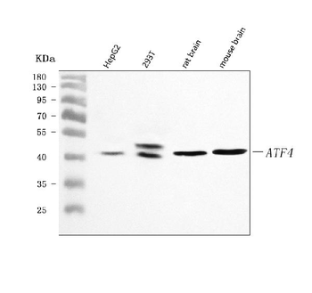 Anti-ATF4 Antibody