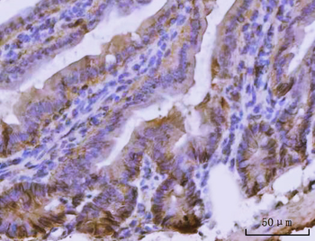Anti-CD326/Epcam Antibody