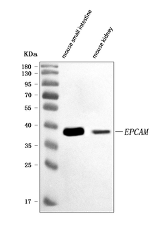 Anti-CD326/Epcam Antibody